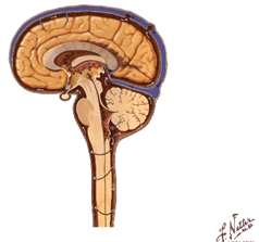 Mandíbula - Atlas de Anatomia do Corpo Humano - Centralx